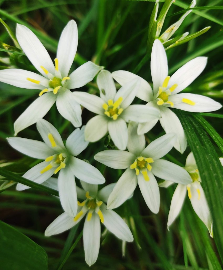 Les élixirs floraux du Dr Edward Bach sont une méthode naturelle qui transforme vos blocages émotionnels en forces positives. En Savoie